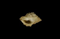 白結螺藏品圖，第4張